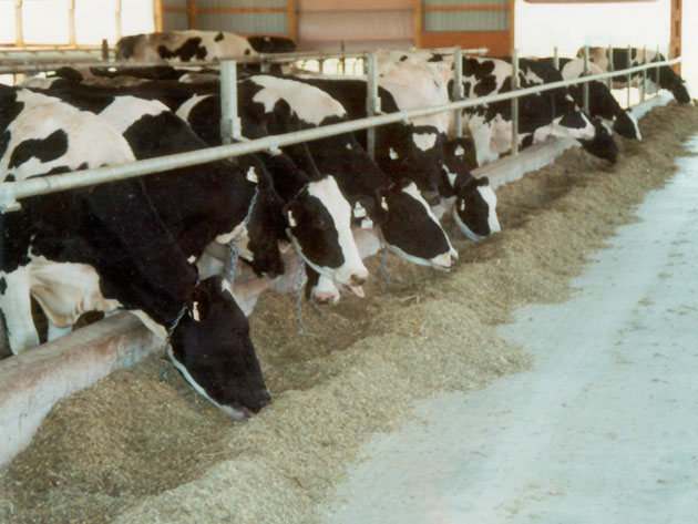 Healthy, contented Fox Hill Cheese House dairy cows.